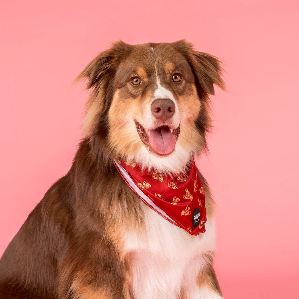 Pablo & Co Henry Bear Dog Bandana - Bandanas from Pablo & Co at DoggyTopia