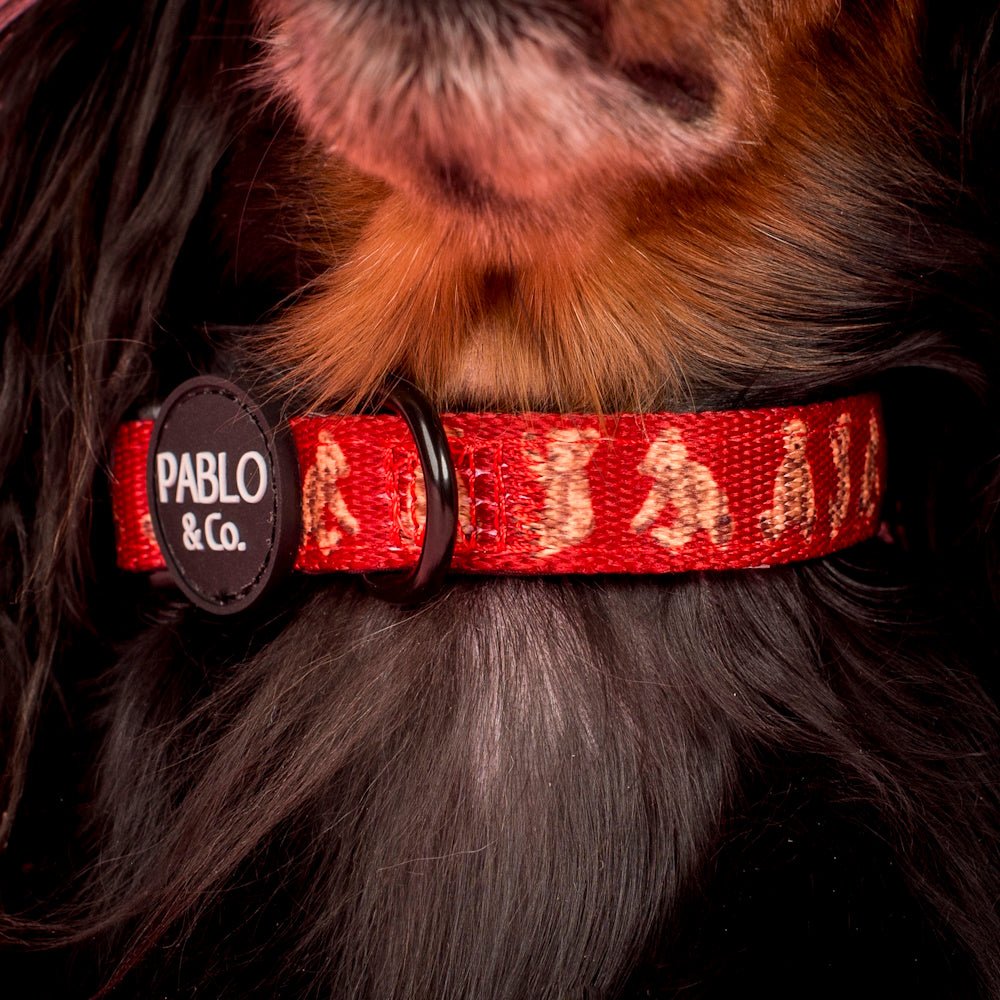 Pablo & Co Henry Bear Dog Collar - Collars from Pablo & Co at DoggyTopia