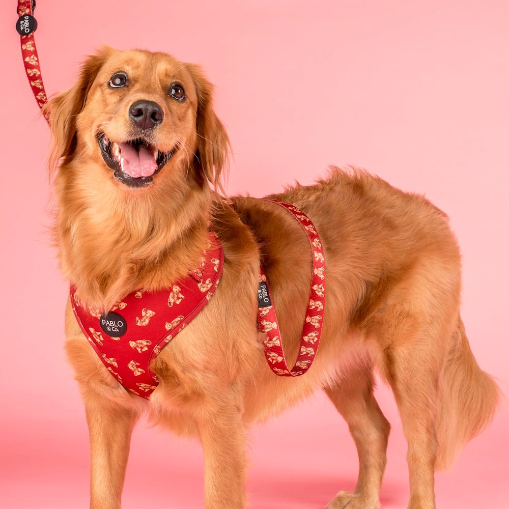 Pablo & Co Henry Bear Dog Leash - Leashes & Leads from Pablo & Co at DoggyTopia