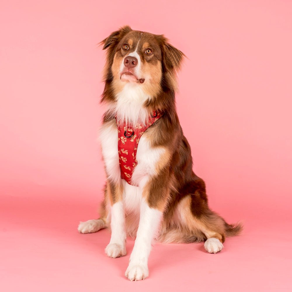 Pablo & Co Henry Bear No Pull Adventure Harness - No Pull Harnesses from Pablo & Co at DoggyTopia