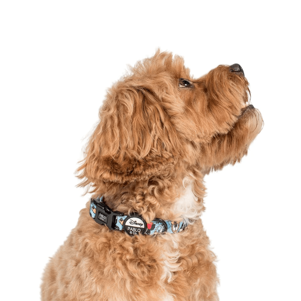Pablo & Co Mickey & Friend: Dog Collar Blue - Collars from Sale at DoggyTopia