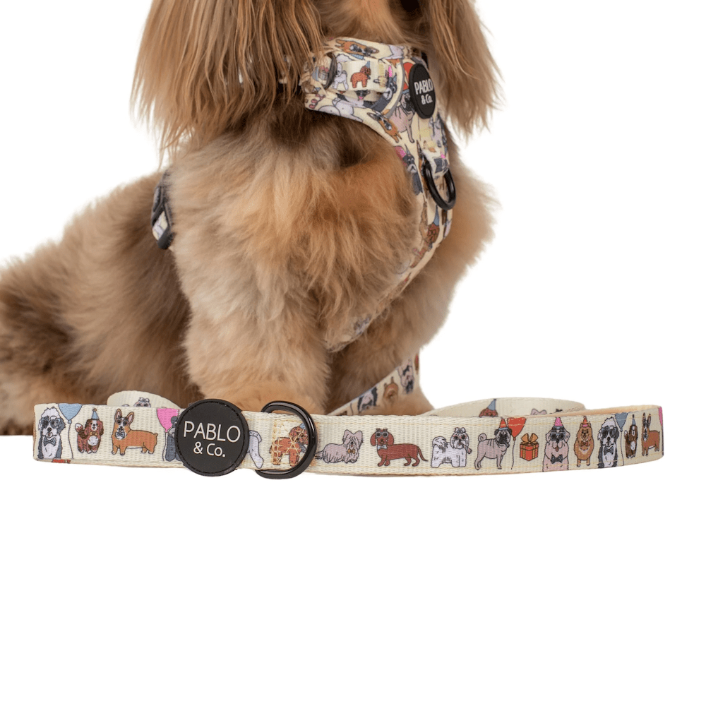 Pablo & Co Party Dawgs Dog Leash - Leashes & Leads from Pablo & Co at DoggyTopia