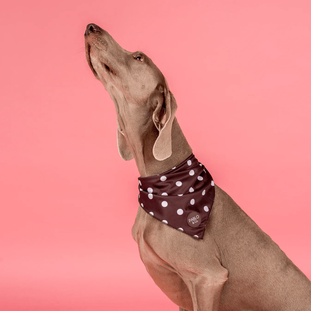 Pablo & Co Polka Dots Bandana - Bandanas from Pablo & Co at DoggyTopia