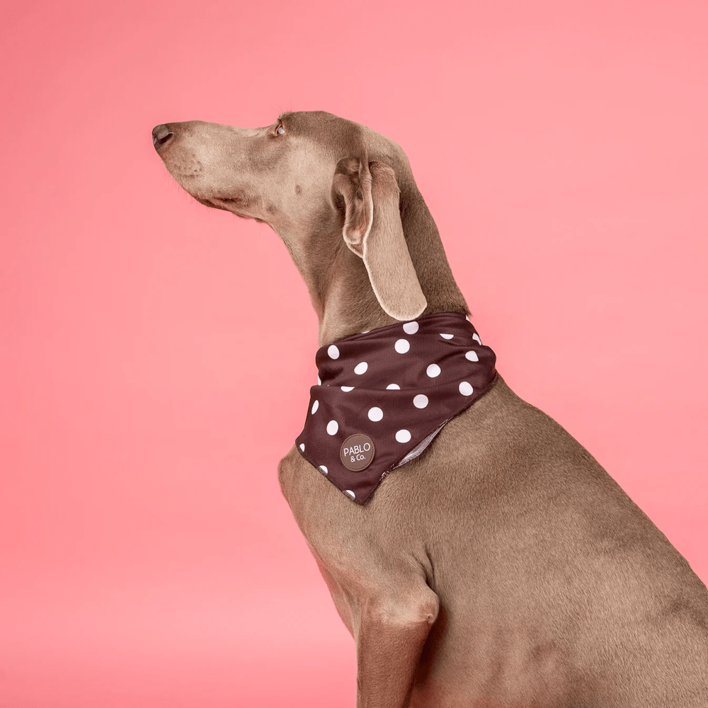 Pablo & Co Polka Dots Bandana - Bandanas from Pablo & Co at DoggyTopia