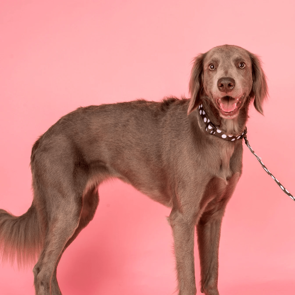 Pablo & Co Polka Dots Dog Collar - Collars from Pablo & Co at DoggyTopia
