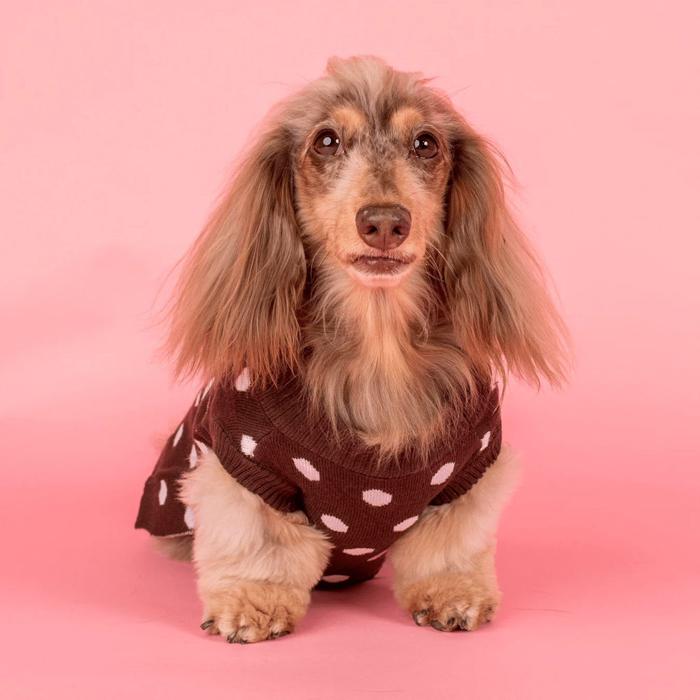 Pablo & Co Polka Dots Sweater - Knit Jumpers from Pablo & Co at DoggyTopia