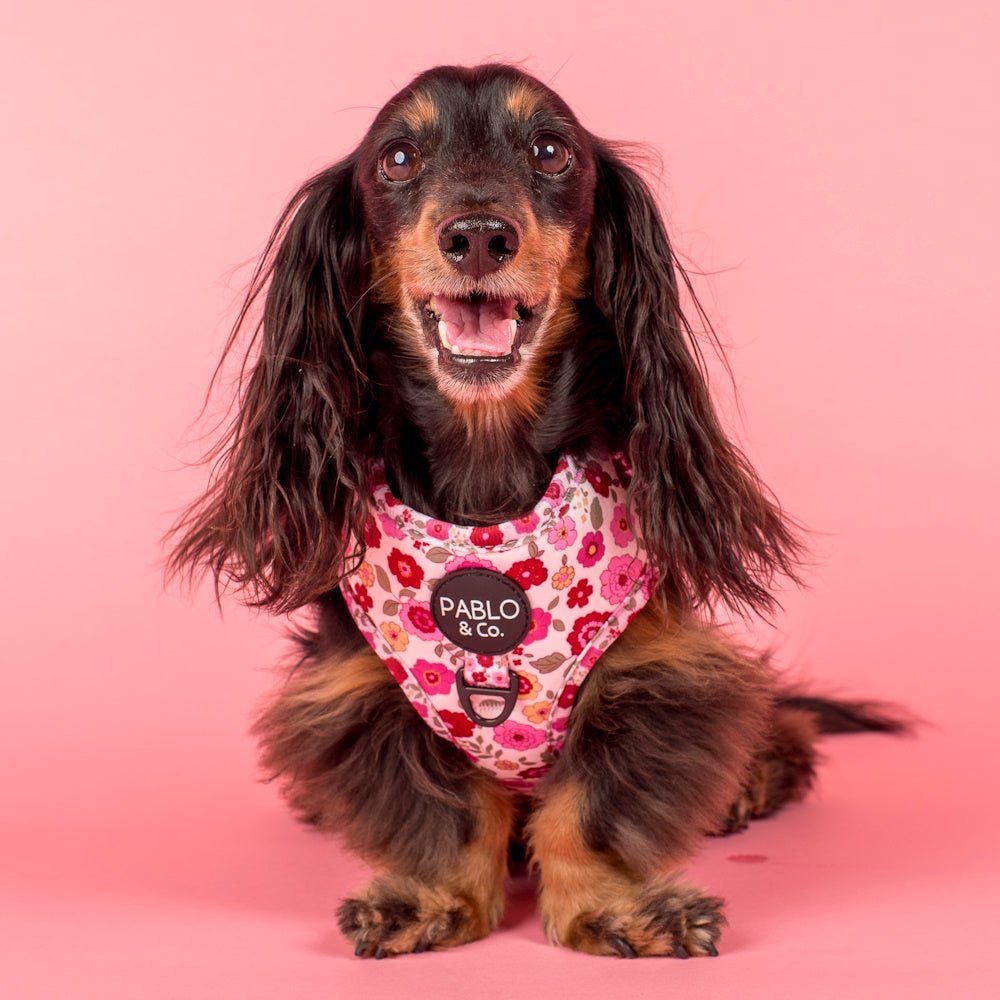 Pablo & Co Primrose Adjustable Harness - Adjustable Harnesses from Pablo & Co at DoggyTopia