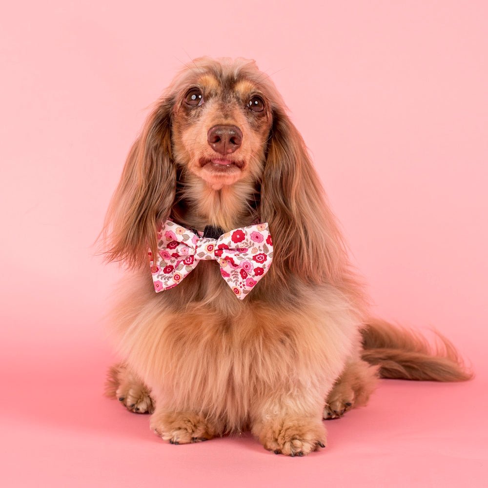 Pablo & Co Primrose Bow Tie - Bow Ties from Pablo & Co at DoggyTopia