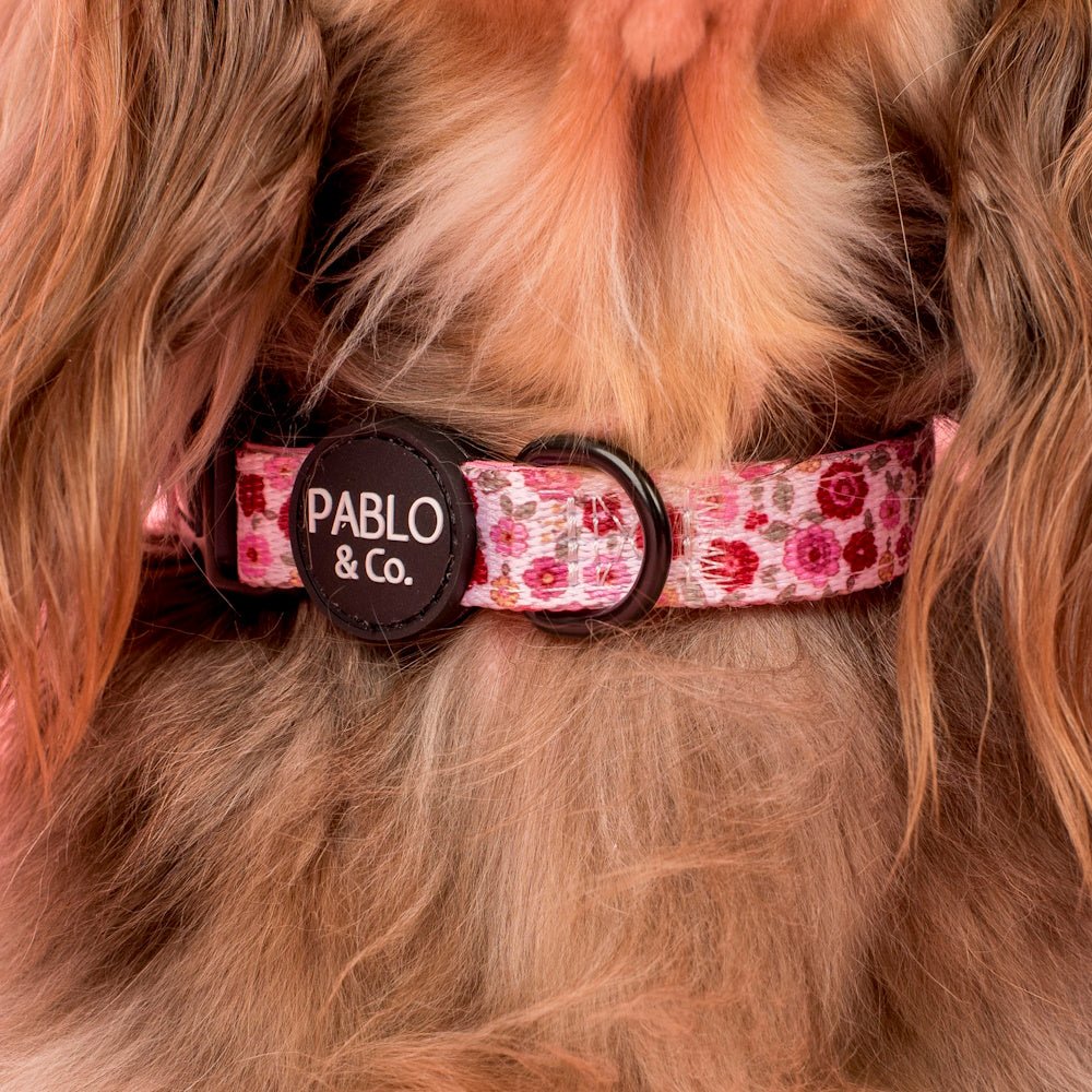 Pablo & Co Primrose Dog Collar - Collars from Pablo & Co at DoggyTopia