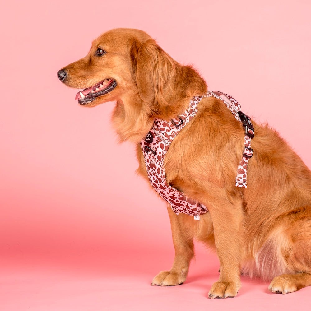 Pablo & Co Primrose No Pull Adventure Harness - No Pull Harnesses from Pablo & Co at DoggyTopia