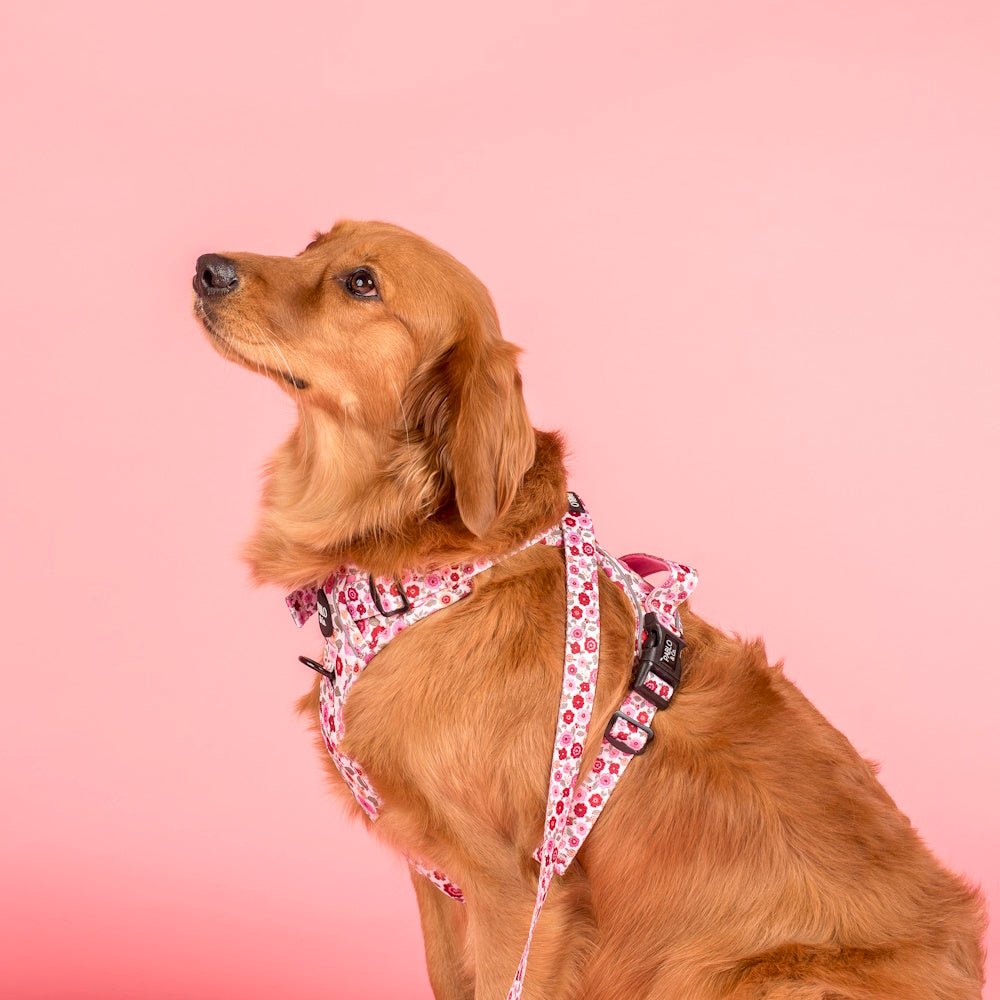 Pablo & Co Primrose No Pull Adventure Harness - No Pull Harnesses from Pablo & Co at DoggyTopia