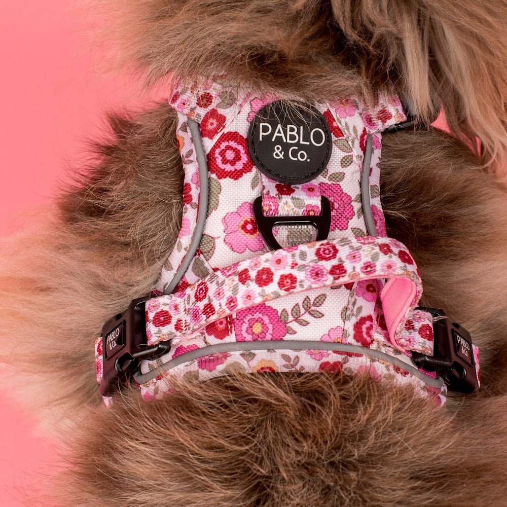 Pablo & Co Primrose No Pull Adventure Harness - No Pull Harnesses from Pablo & Co at DoggyTopia
