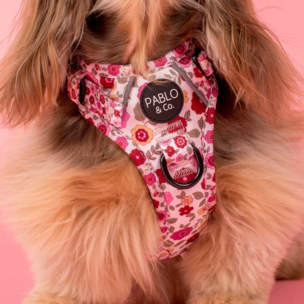 Pablo & Co Primrose No Pull Adventure Harness - No Pull Harnesses from Pablo & Co at DoggyTopia