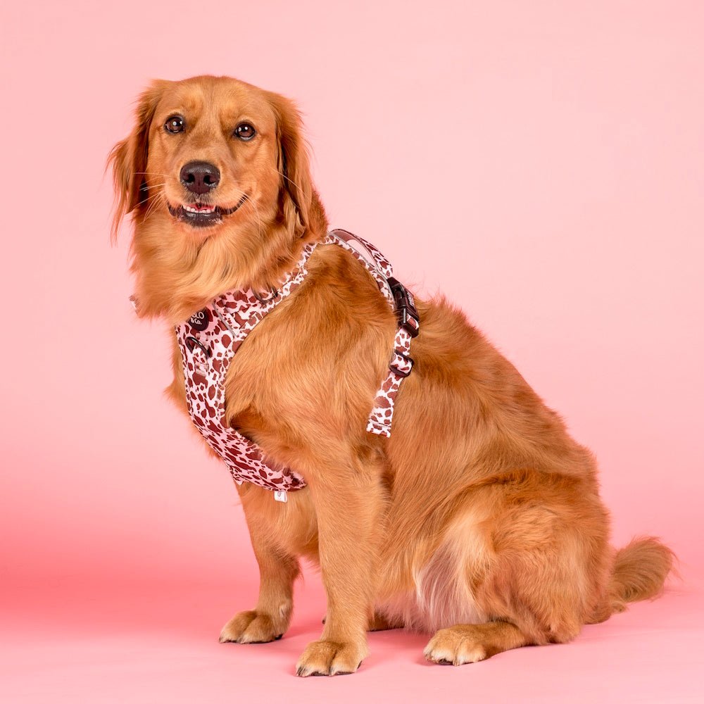 Pablo & Co Primrose No Pull Adventure Harness - No Pull Harnesses from Pablo & Co at DoggyTopia