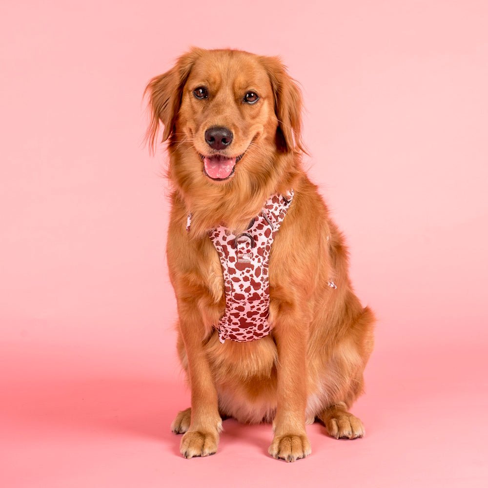 Pablo & Co Primrose No Pull Adventure Harness - No Pull Harnesses from Pablo & Co at DoggyTopia