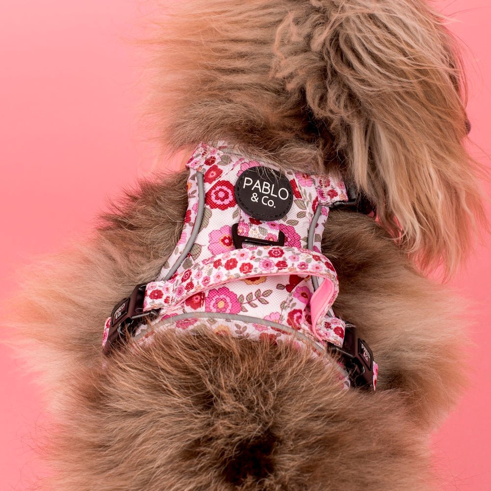 Pablo & Co Primrose No Pull Adventure Harness - No Pull Harnesses from Pablo & Co at DoggyTopia