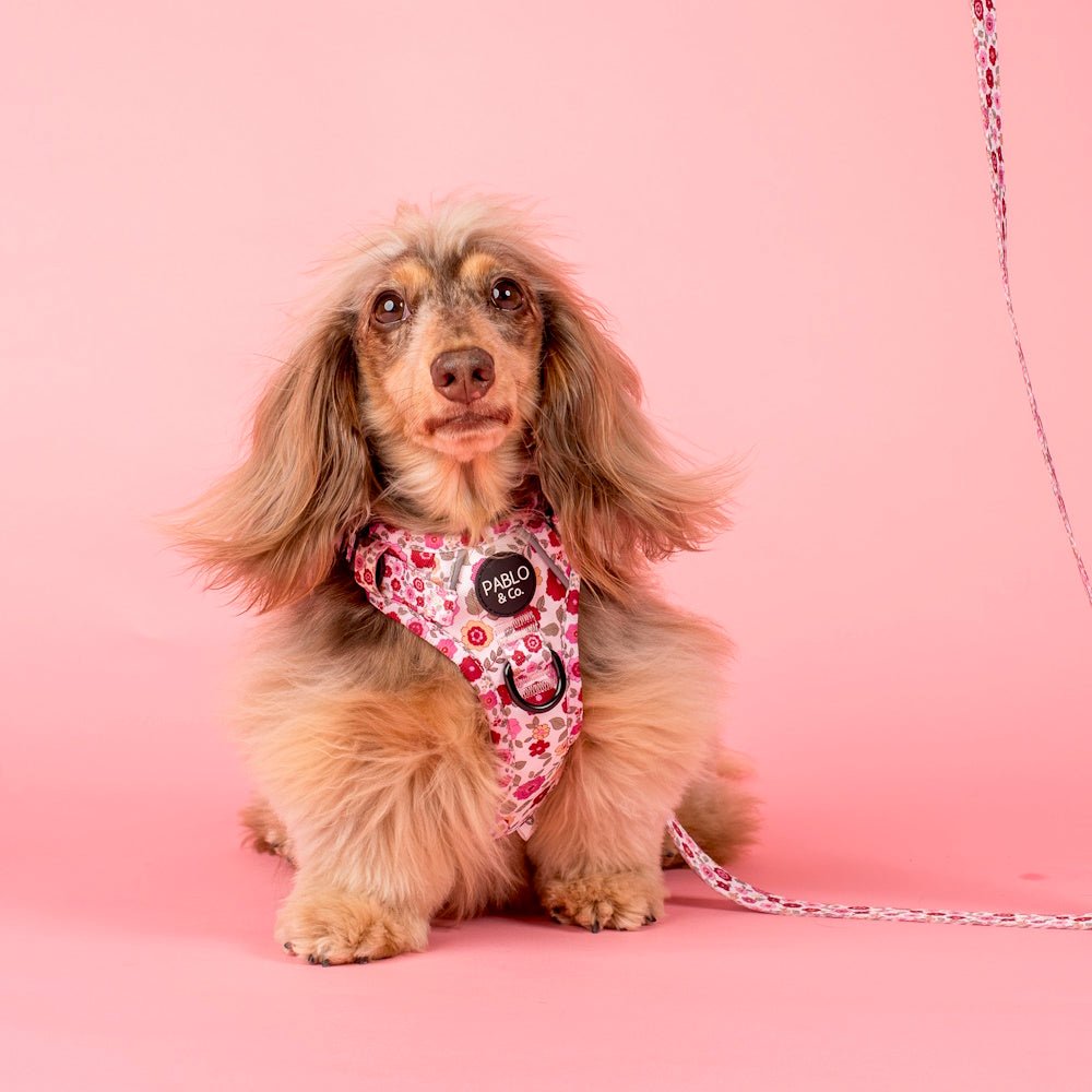 Pablo & Co Primrose No Pull Adventure Harness - No Pull Harnesses from Pablo & Co at DoggyTopia
