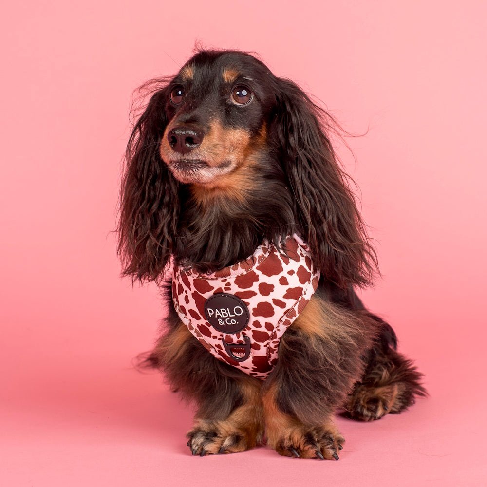 Pablo & Co Rodeo Adjustable Harness - Adjustable Harnesses from Pablo & Co at DoggyTopia