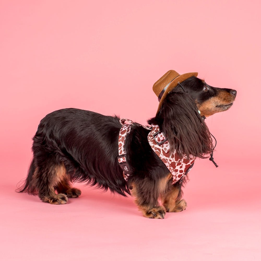 Pablo & Co Rodeo Adjustable Harness - Adjustable Harnesses from Pablo & Co at DoggyTopia