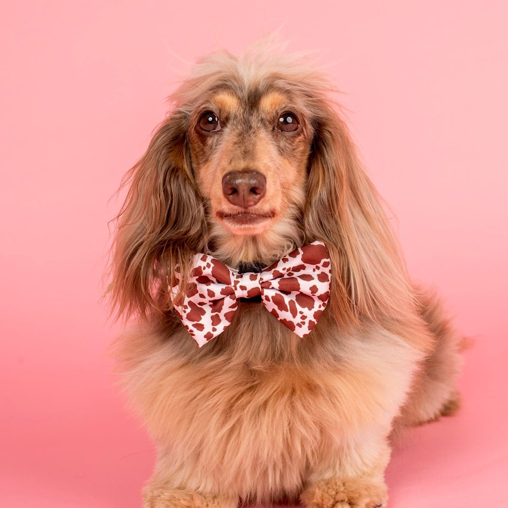 Pablo & Co Rodeo Bow Tie - Bow Ties from Pablo & Co at DoggyTopia