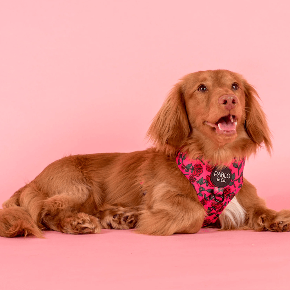 Pablo & Co Rosie Adjustable Harness - Adjustable Harnesses from Sale at DoggyTopia