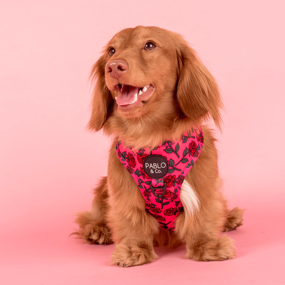 Pablo & Co Rosie Adjustable Harness - Adjustable Harnesses from Sale at DoggyTopia