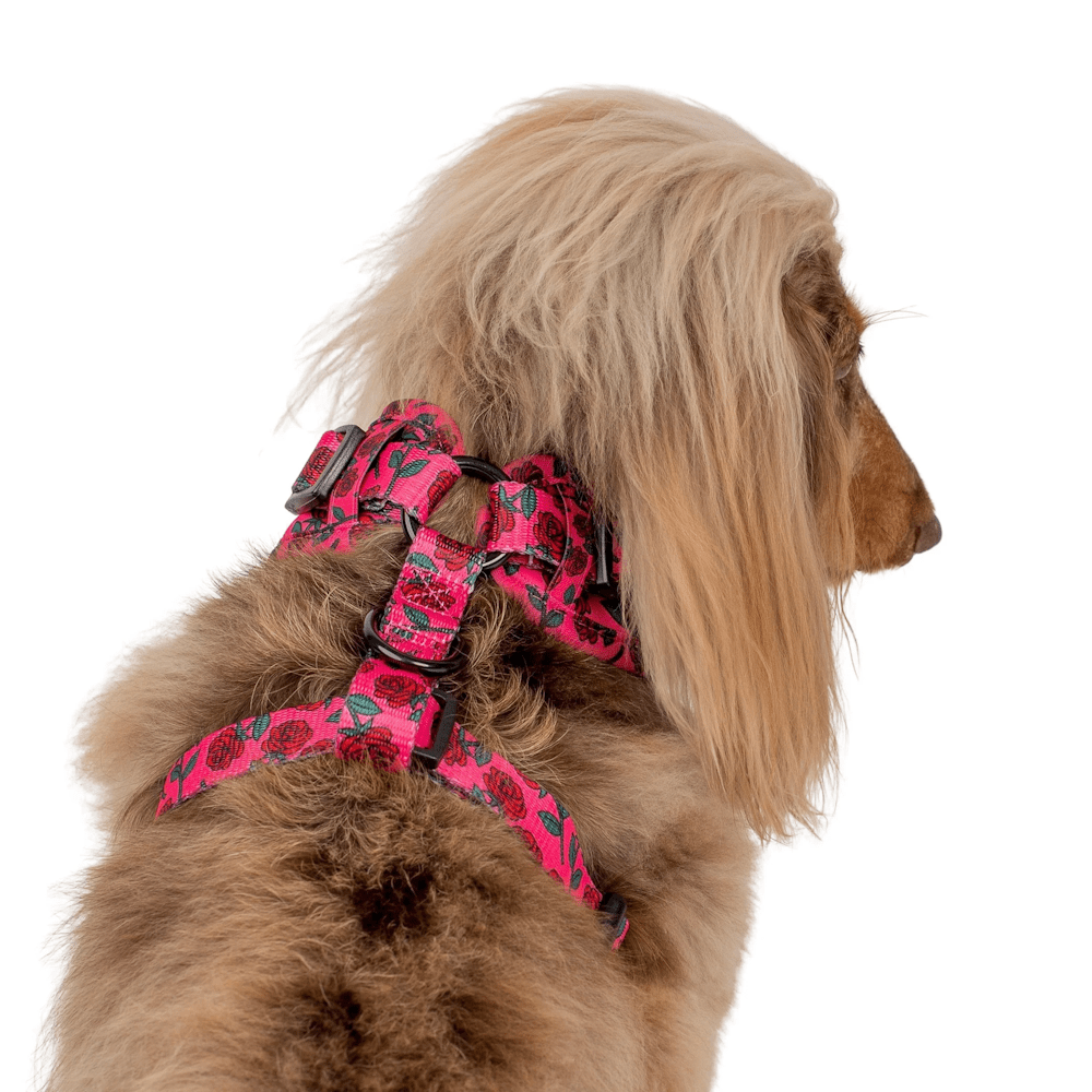 Pablo & Co Rosie Adjustable Harness - Adjustable Harnesses from Sale at DoggyTopia