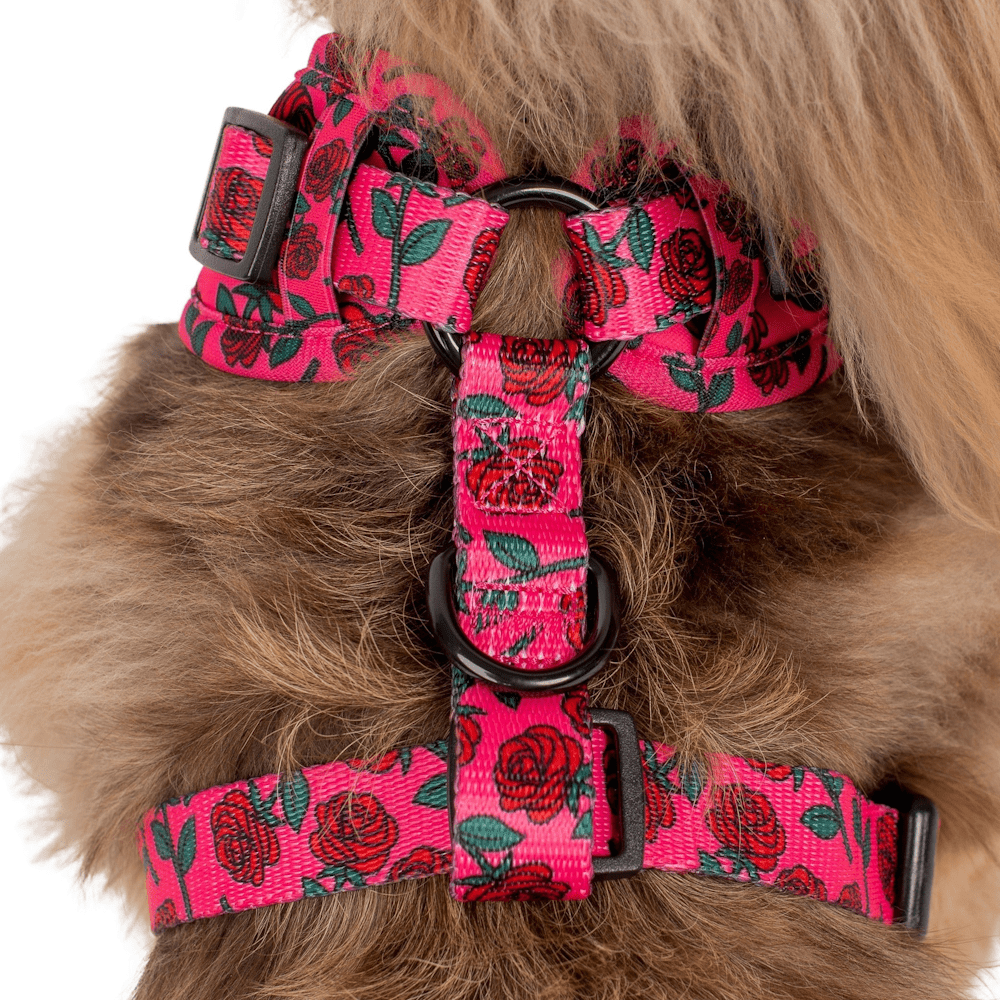 Pablo & Co Rosie Adjustable Harness - Adjustable Harnesses from Sale at DoggyTopia