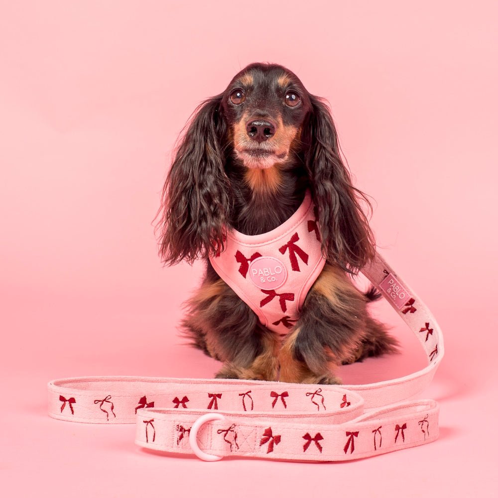 Pablo & Co Velvet Blush Bows Dog Leash - Leashes & Leads from Pablo & Co at DoggyTopia