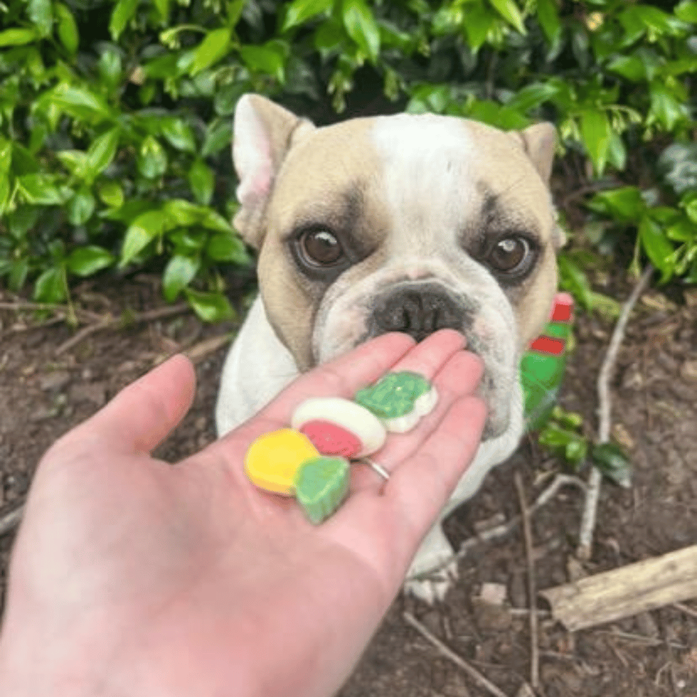 Pawty Mix Dog Lollies - Lollies from DoggyTopia at DoggyTopia