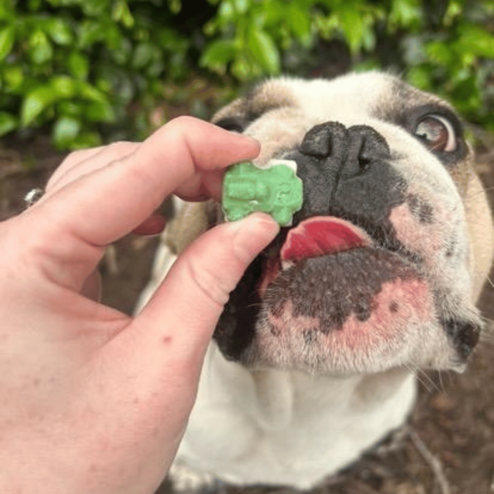 Pawty Mix Dog Lollies - Lollies from DoggyTopia at DoggyTopia