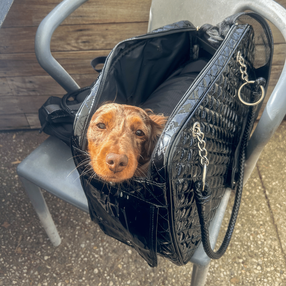 Quilted Patent Dog Carrier - Black - Dog Carriers from . at DoggyTopia