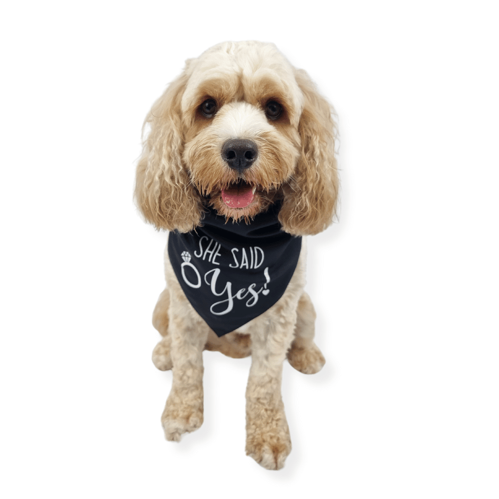 She Said Yes! Dog Wedding Bandana - Wedding Bandanas from . at DoggyTopia