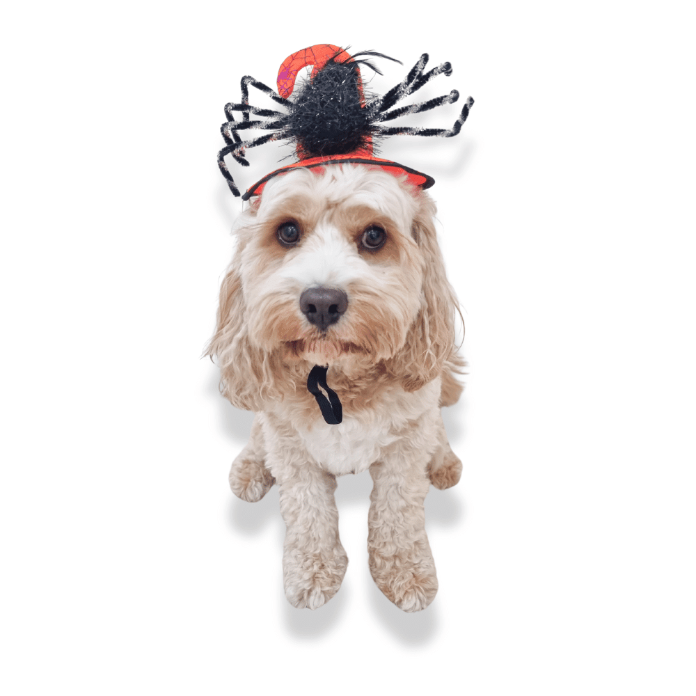 Spooky Spider Witch Dog Hat - Costumes from Sale at DoggyTopia