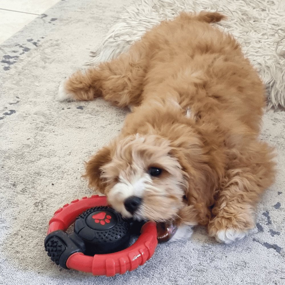 Steering Wheel Dog Tough Toy - Tough Toys from . at DoggyTopia