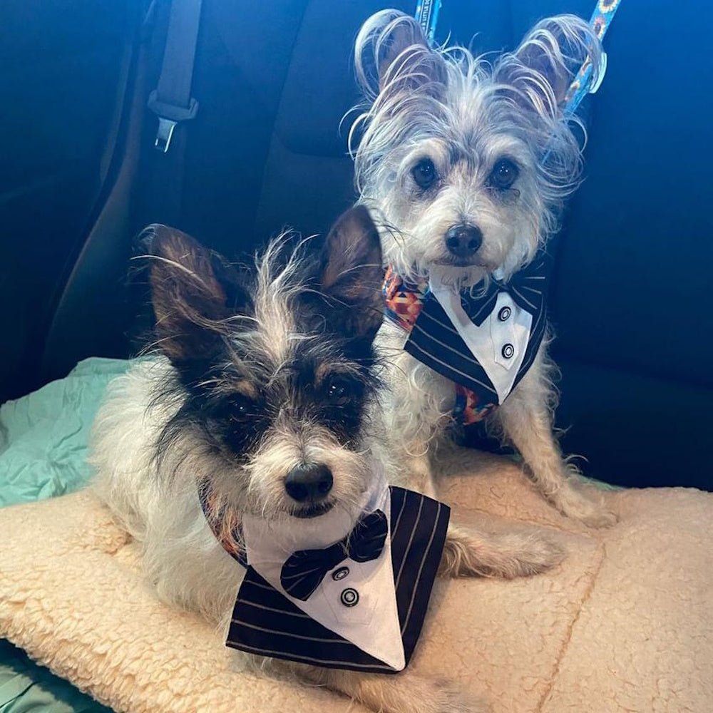 Tuxedo Dog Bandana - Pinstripe - Tuxedo Bandanas from . at DoggyTopia