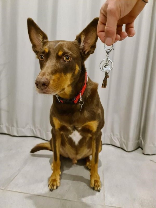 3D Kelpie Key Ring - Key Rings from Sale at DoggyTopia