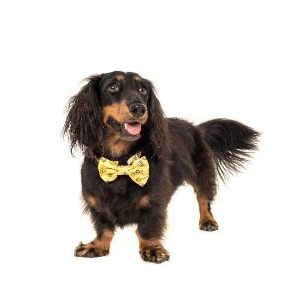 Big & Little Dogs Bee - Hiving Collar & Bow Tie - Collar & Bow Ties from Big & Little Dogs at DoggyTopia