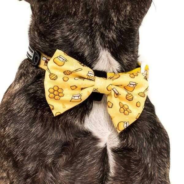 Big & Little Dogs Bee - Hiving Collar & Bow Tie - Collar & Bow Ties from Big & Little Dogs at DoggyTopia