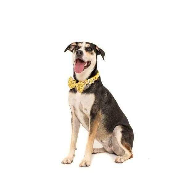 Big & Little Dogs Bee - Hiving Collar & Bow Tie - Collar & Bow Ties from Big & Little Dogs at DoggyTopia