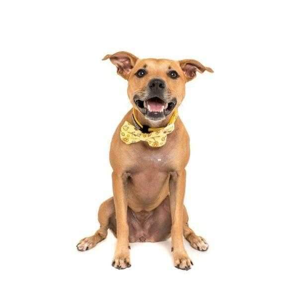 Big & Little Dogs Bee - Hiving Collar & Bow Tie - Collar & Bow Ties from Big & Little Dogs at DoggyTopia