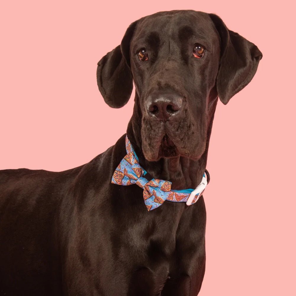 Big & Little Dogs Blue Fairy Bread Collar & Bow Tie - Collar & Bow Ties from Big & Little Dogs at DoggyTopia