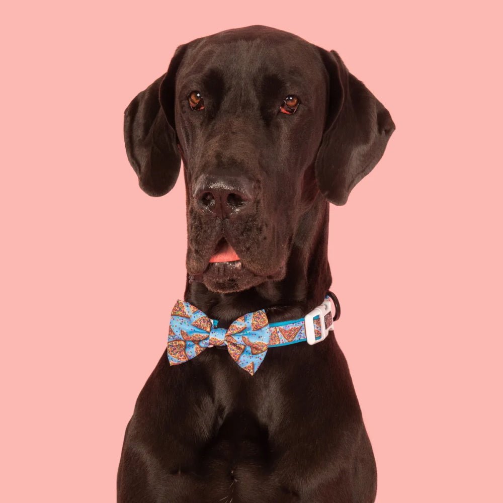 Big & Little Dogs Blue Fairy Bread Collar & Bow Tie - Collar & Bow Ties from Big & Little Dogs at DoggyTopia