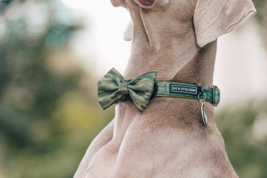Big & Little Dogs Camouflaged Collar & Bow Tie - Collar & Bow Ties from Big & Little Dogs at DoggyTopia
