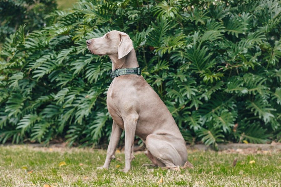 Big & Little Dogs Camouflaged Collar & Bow Tie - Collar & Bow Ties from Big & Little Dogs at DoggyTopia