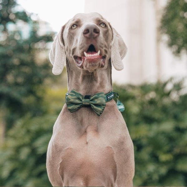 Big & Little Dogs Camouflaged Collar & Bow Tie - Collar & Bow Ties from Big & Little Dogs at DoggyTopia