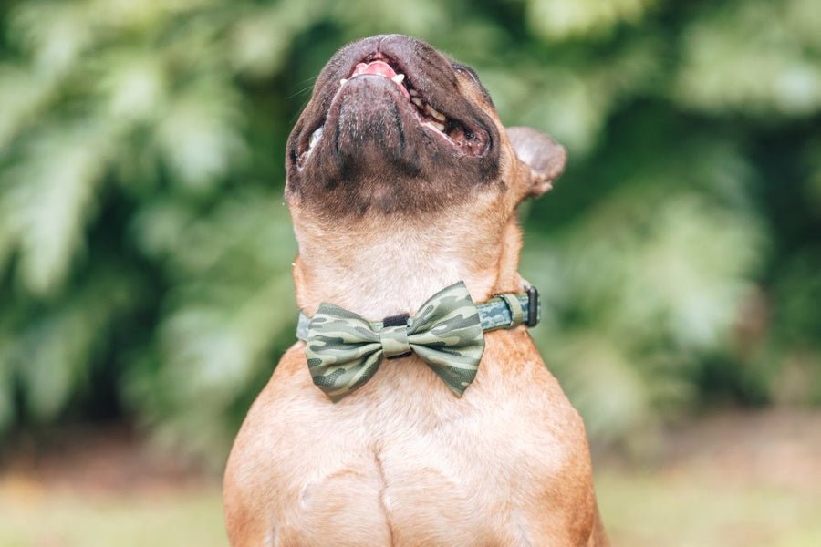 Big & Little Dogs Camouflaged Collar & Bow Tie - Collar & Bow Ties from Big & Little Dogs at DoggyTopia