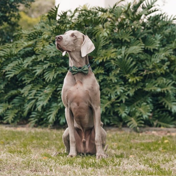 Big & Little Dogs Camouflaged Collar & Bow Tie - Collar & Bow Ties from Big & Little Dogs at DoggyTopia