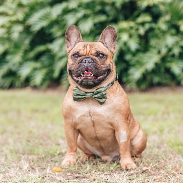 Big & Little Dogs Camouflaged Collar & Bow Tie - Collar & Bow Ties from Big & Little Dogs at DoggyTopia
