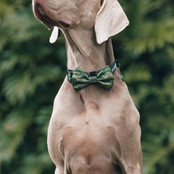 Big & Little Dogs Camouflaged Collar & Bow Tie - Collar & Bow Ties from Big & Little Dogs at DoggyTopia